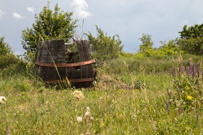 In den Weinbergen