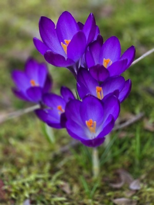 Krokusse