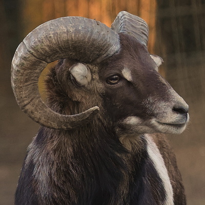 Mufflons Mufflons