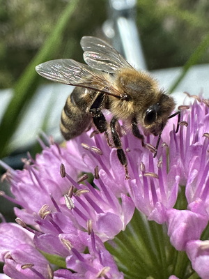 Eine Biene bei der Arbeit Eine Biene bei der Arbeit