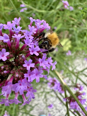 Eine hungrige Hummel Eine hungrige Hummel