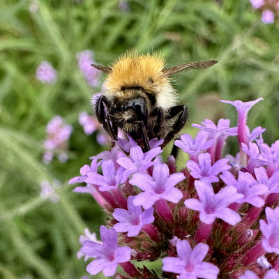 Hummel Hummel