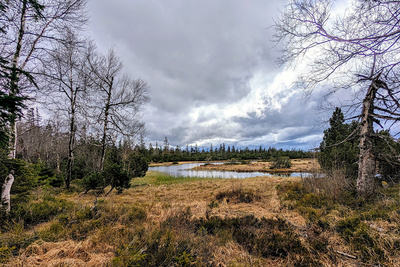 Hohlohsee Moor im April 2025 Hohlohsee Moor im April 2025