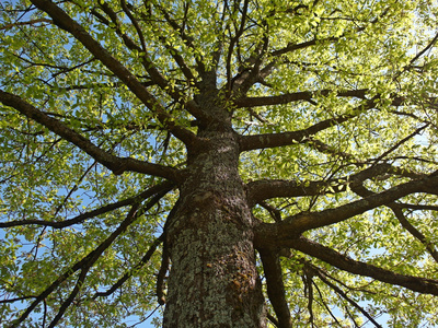 Unter dem Baum Unter dem Baum