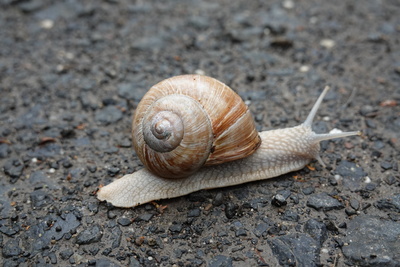 Weinbergschnecke Weinbergschnecke