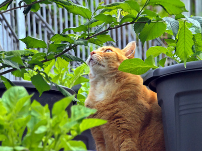 bird watcher bird watcher