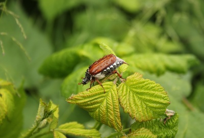 Maikäfer Maikäfer