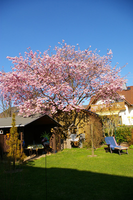 Japanische Kirsche im Frühlung Japanische Kirsche im Frühlung