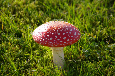 Fliegenpilz Fliegenpilz