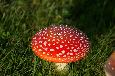 Fliegenpilz Fliegenpilz