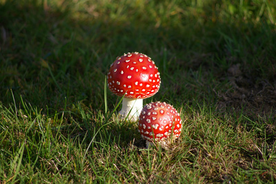 Fliegenpilze Fliegenpilze