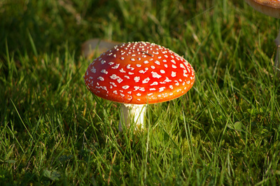Fliegenpilz Fliegenpilz