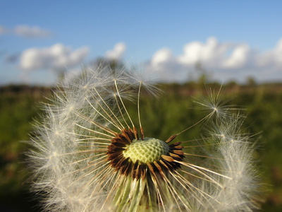 Pusteblume mit Halbglatze Pusteblume mit Halbglatze