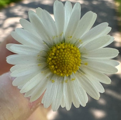 Kamillenblüte Kamillenblüte