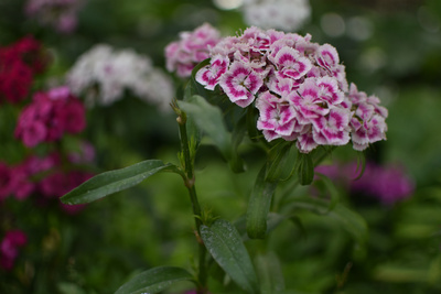 Pink Flower Pink Flower