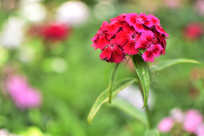 Flower Flower