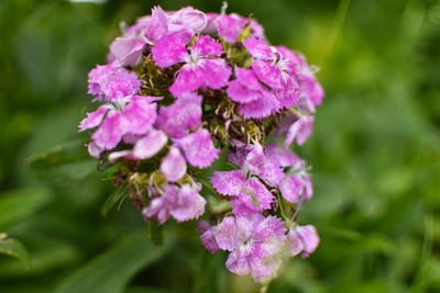 flower flower