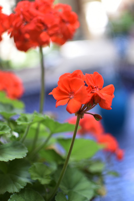 flower flower