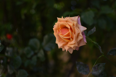 flower flower