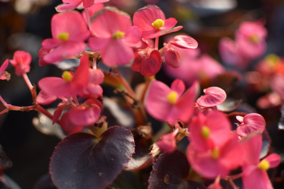 flower flower