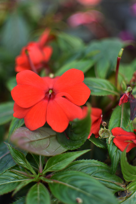 red flower red flower
