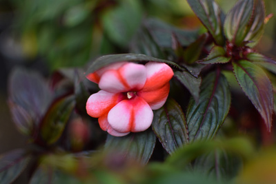 flower flower