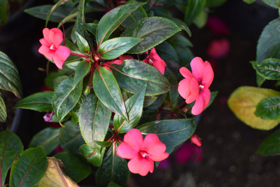 flower flower