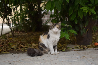 Cat Cat