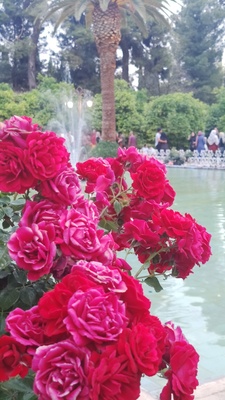 flower flower