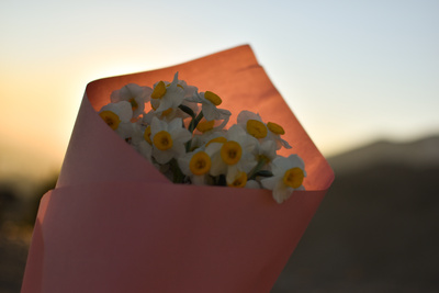 Bouquet of daffodils Bouquet of daffodils
