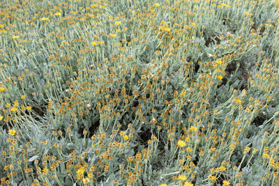 Flowers and plants Flowers and plants