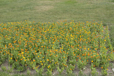 Flowers and plants Flowers and plants