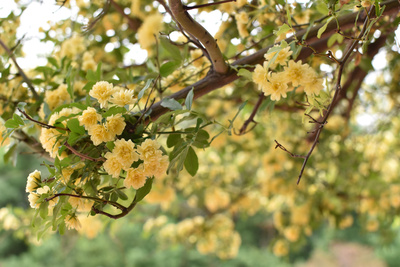 Yellow flower Yellow flower