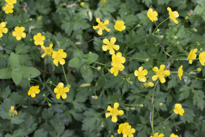 Yellow bloom