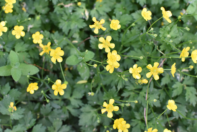 Flower on garden Flower on garden