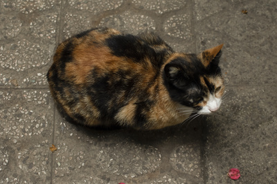 Cat Cat