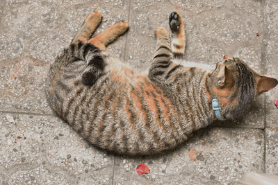 cat cat
