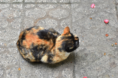 cat cat