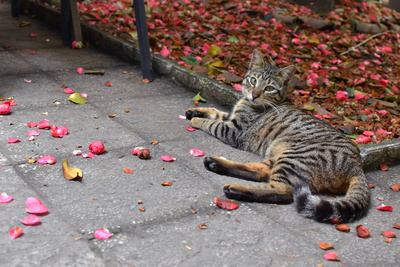 cat cat