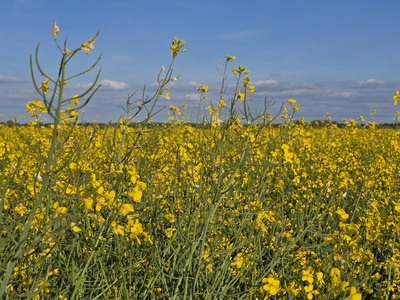 Rapsblüte Rapsblüte