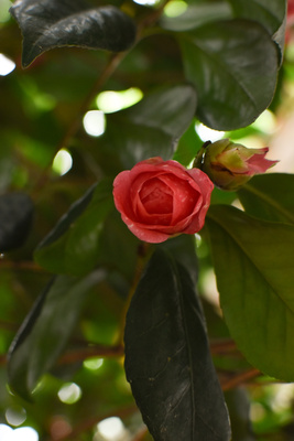 flower flower