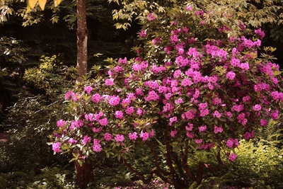Rhododendron am Waldrand Rhododendron am Waldrand