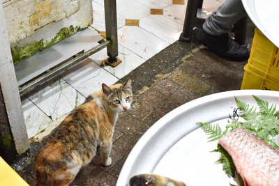 Cat in local market Cat in local market