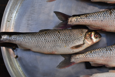 Fish Fish