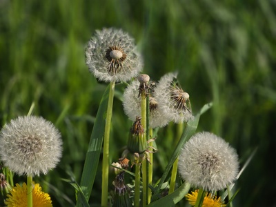 Pusteblumen Pusteblumen
