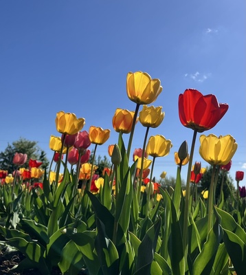 Tulpenfeld Tulpenfeld