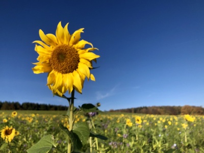Sonnenblume Sonnenblume