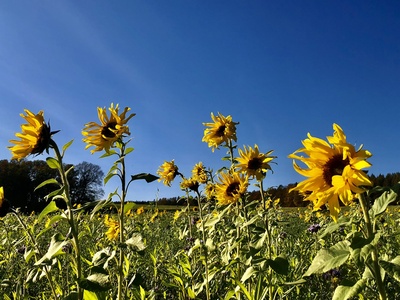 Sonnenblumenfeld Sonnenblumenfeld