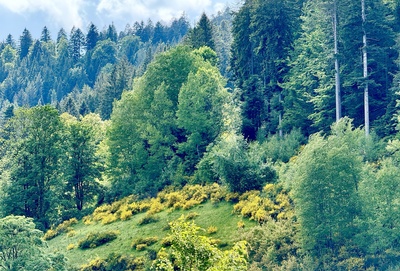 Ginsterblüte im Nordschwarzwald Ginsterblüte im Nordschwarzwald