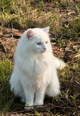 Angorakatze Angorakatze